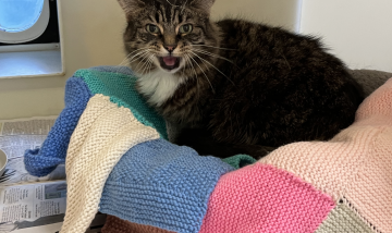 Cat sitting on a multicoloured blanket