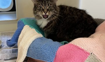 Knitting therapy keeps cats and dogs warm