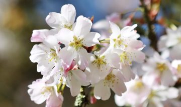 Tree blossom