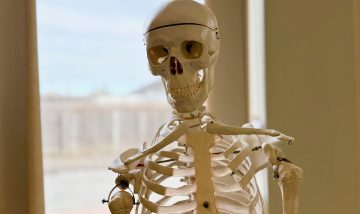 model of a skeleton - upper body