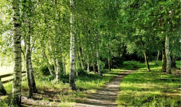 outdoor woodland scene trees with green leaves