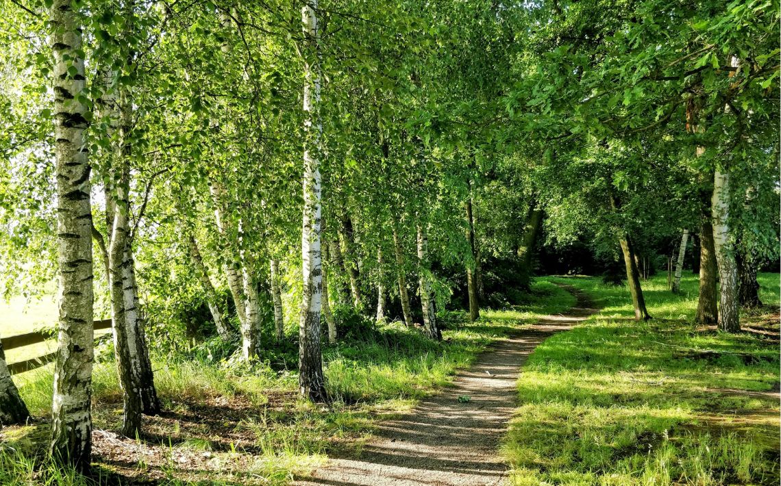 outdoor woodland scene trees with green leaves